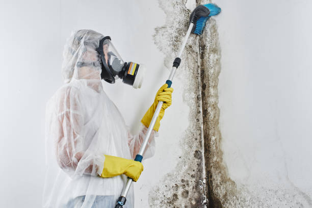 Best Best Mold Removal Companies  in Fort Drum, NY