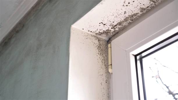 Best Commercial Mold Removal  in Fort Drum, NY