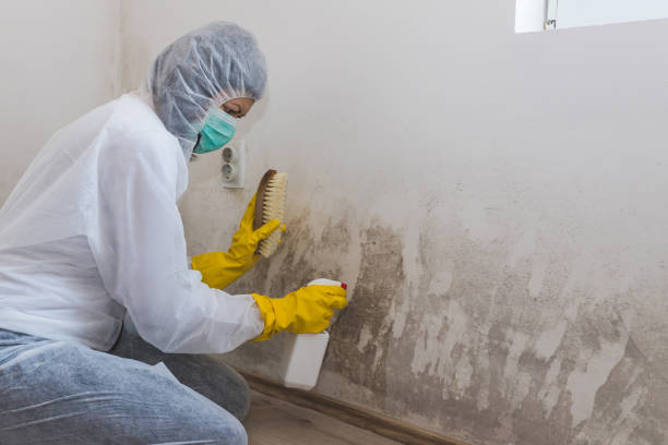 Best Professional Mold Removal  in Fort Drum, NY