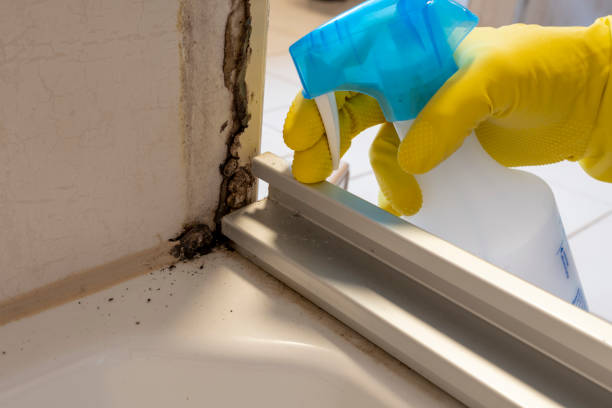 Best Residential Mold Removal  in Fort Drum, NY