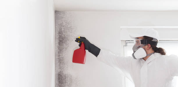 Fort Drum, NY Mold Removal Company