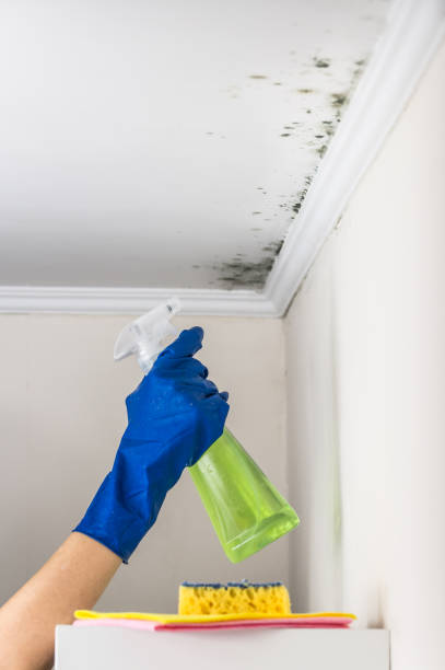 Best Local Mold Removal Service  in Fort Drum, NY